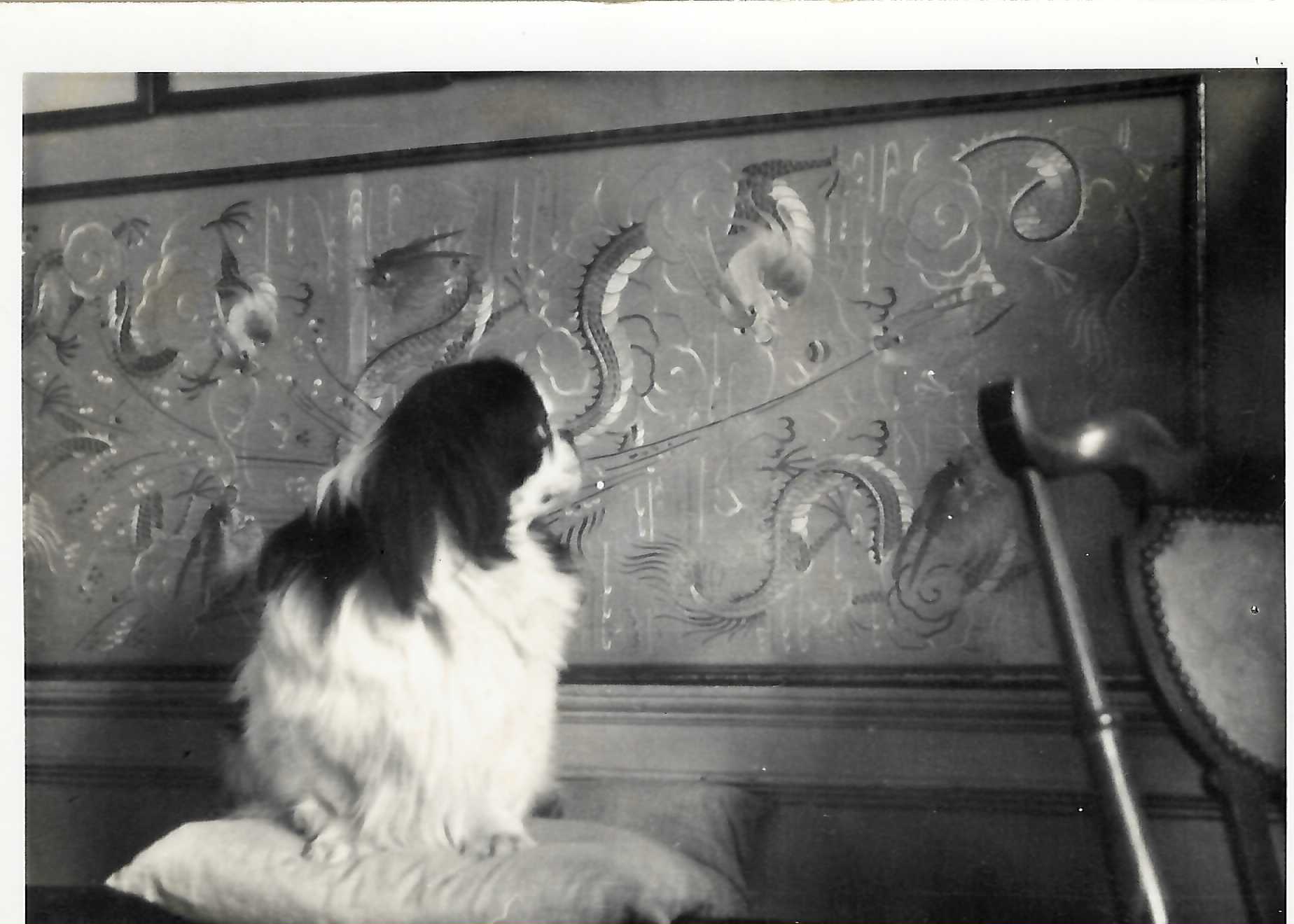 black and white Pekinese dog sitting on a cushion in front of a silk tapestry of chinese dragons