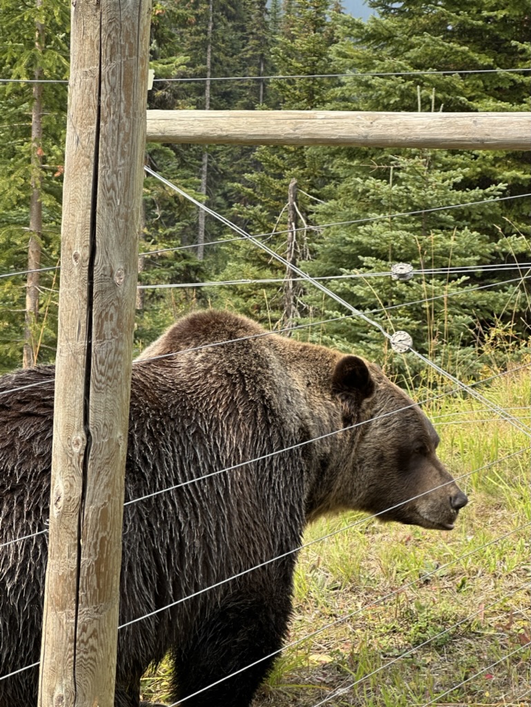 photo of Boo the grizzly bear in his enclosure with an electric fence around the edge