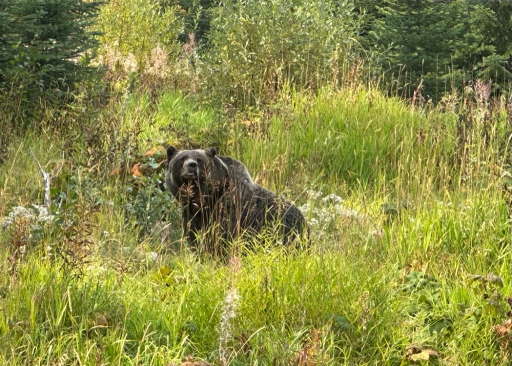 photo of Boo the grizzly bear sitting in his sanctuary surrounded by long grass, other vegetation, and trees in the background