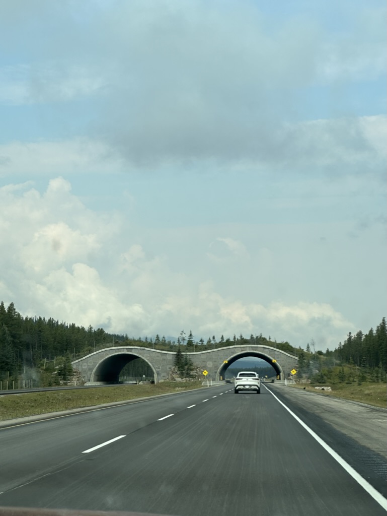 image of a wildlife stone bridge above the Trans-Canada highway in Alberta with trees on top and a white car about to pass beneath it