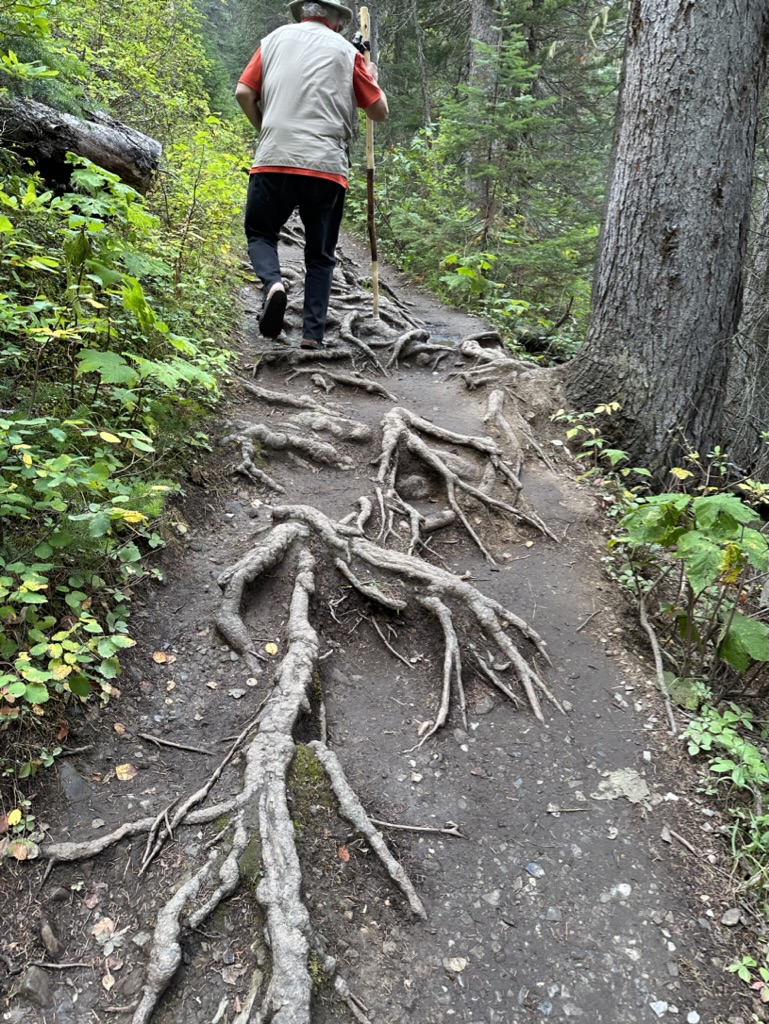 photo of tree roots growing up through a narrow trail with a hiker in the background attempting to negotiate them