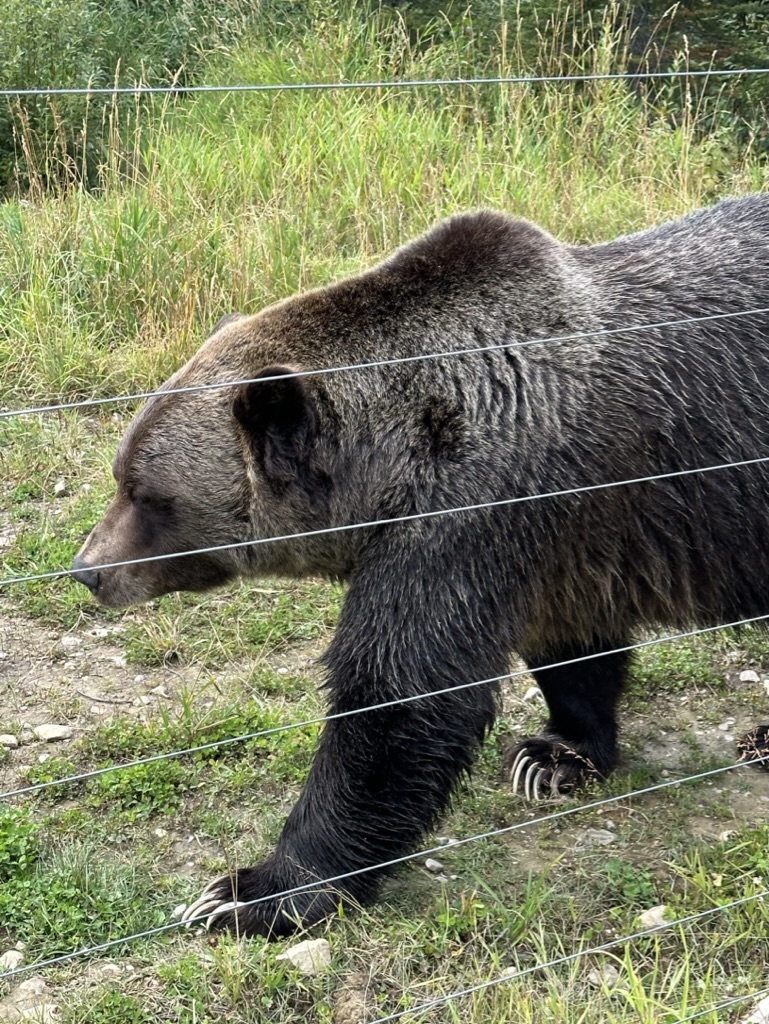 photo of Boo the grizzly bear in his enclosure with an electric fence around the edge. his huge claws are clearly visible.