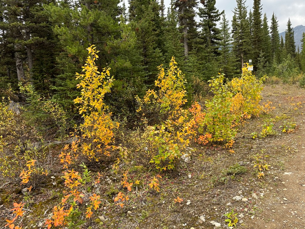 Low vegetation at the edge of a trail showing golden and orange signs of autumn with a pine forest and mountains in the background
