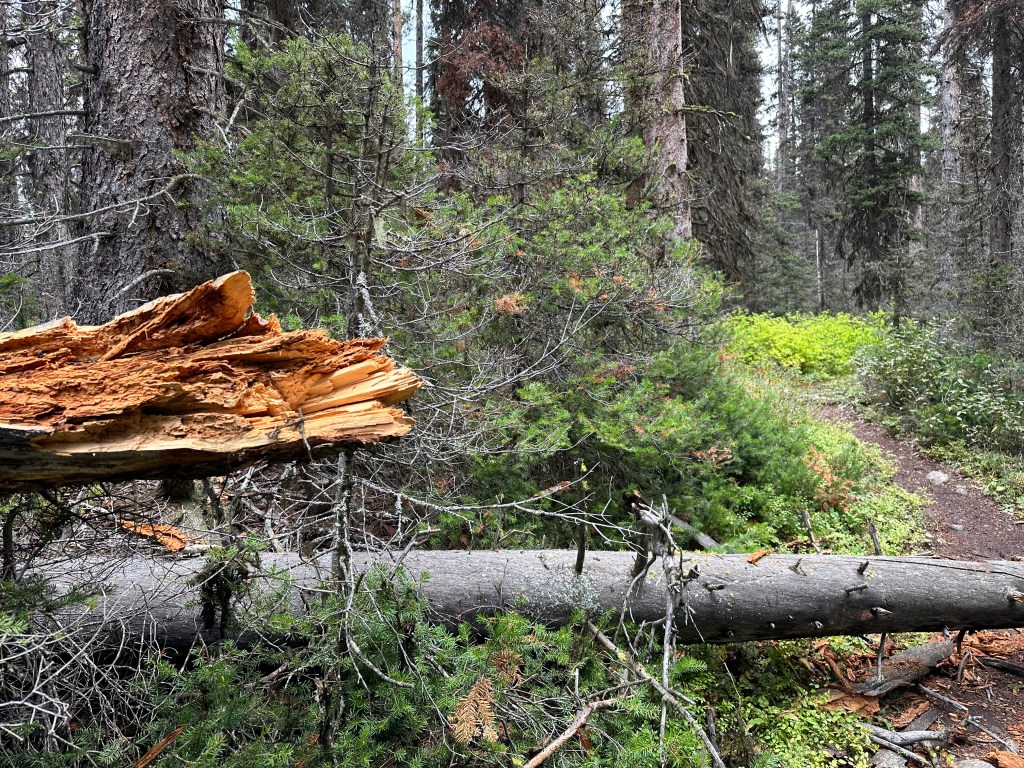 Rotten tree stump with a fallen tree across a narrow trail deep in a forest