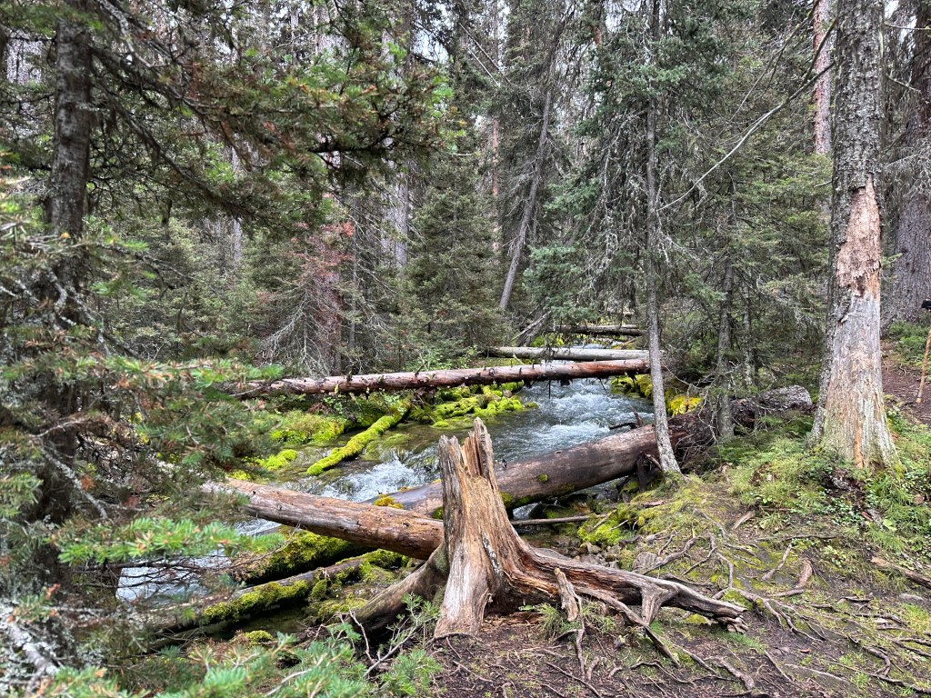 Rotting trees stumps, ground criss-crossed with roots and fallen trees lying across a stream in a dense pine forest