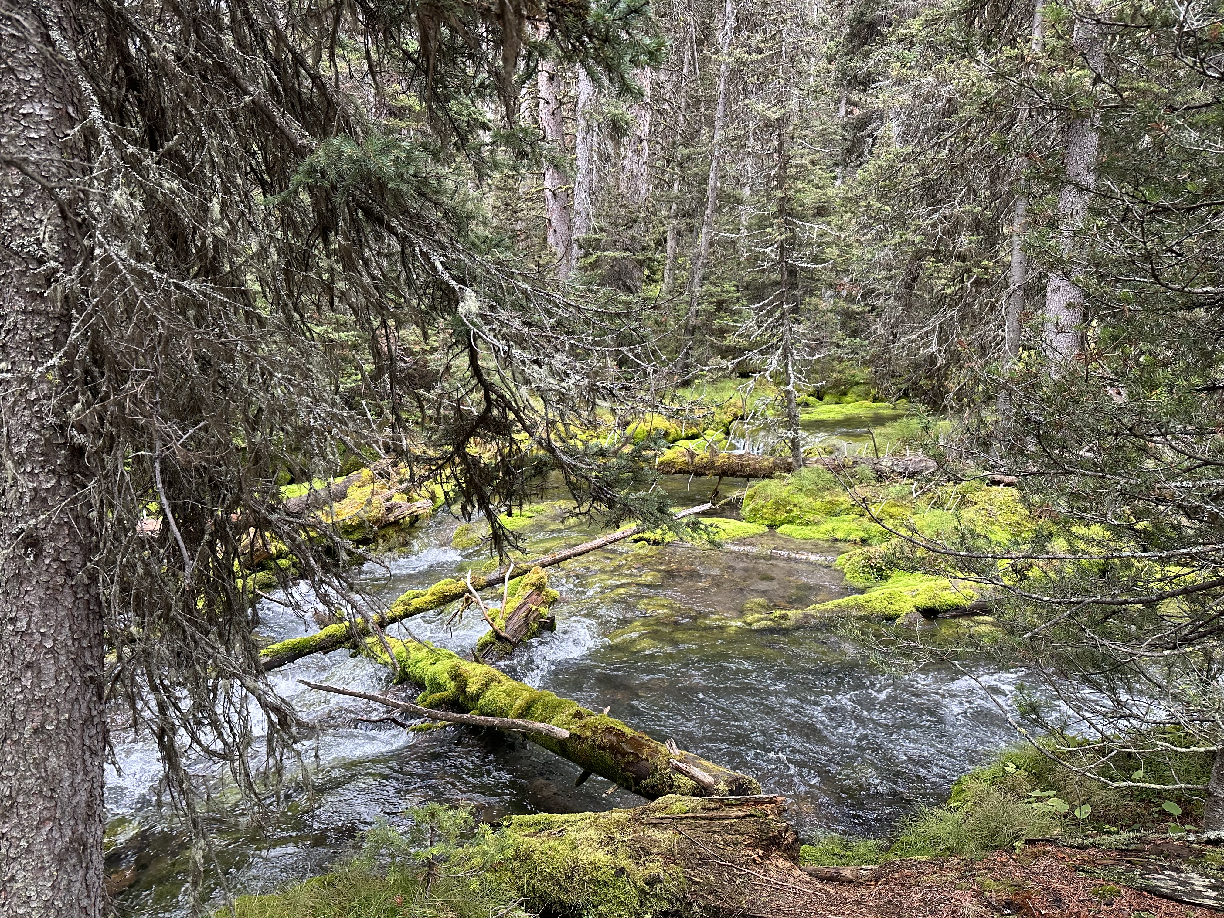 Bright green moss on fallen trees and rocks in a stream in a dense pine forest