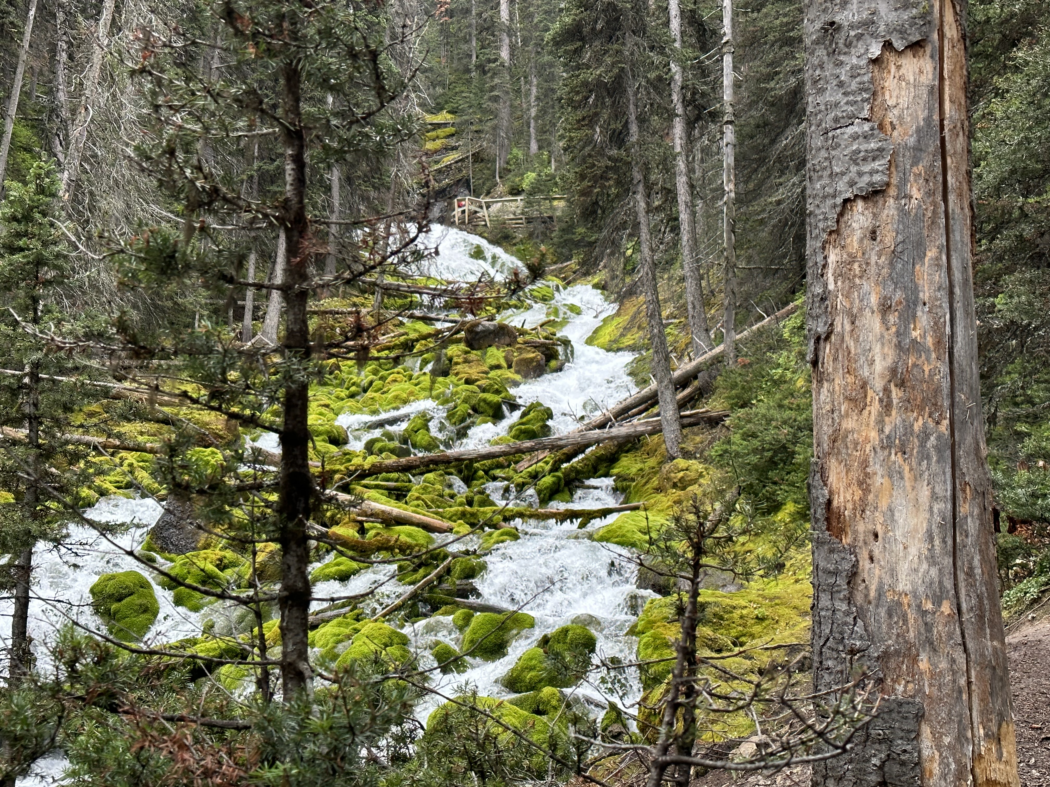 Rotting trees stumps, ground criss-crossed with routes and dead trees lying across a torrent of water in a dense pine forest