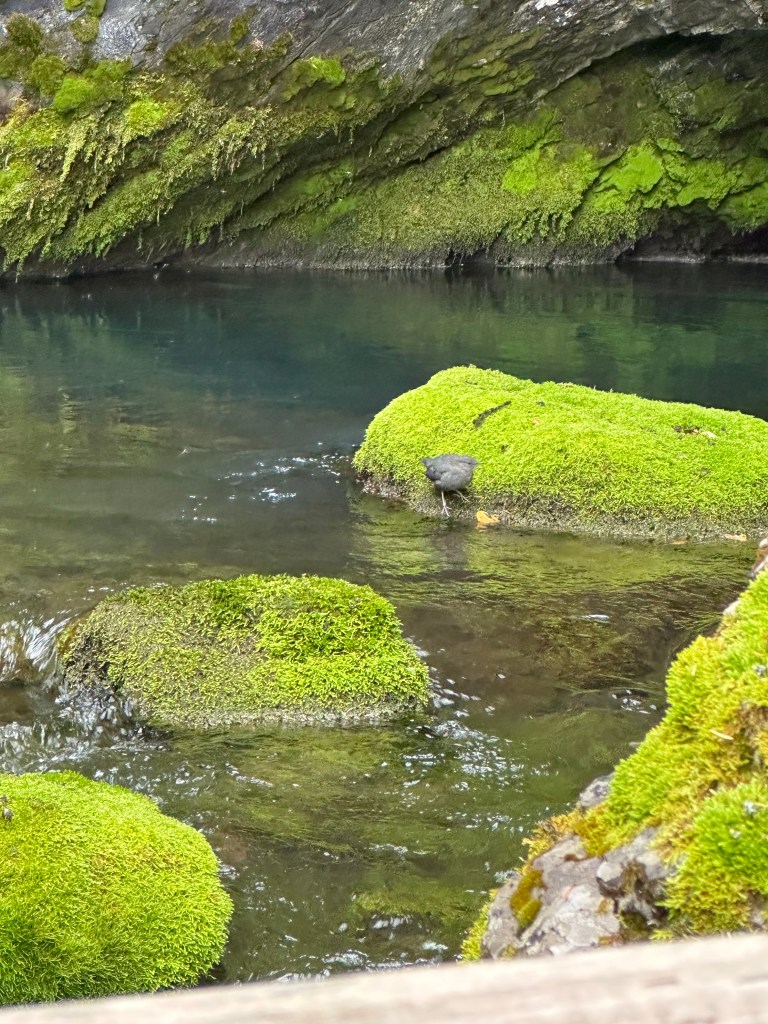 small grey bird contrasts agains bright green moss covered rocks in a calm pool below a rock face