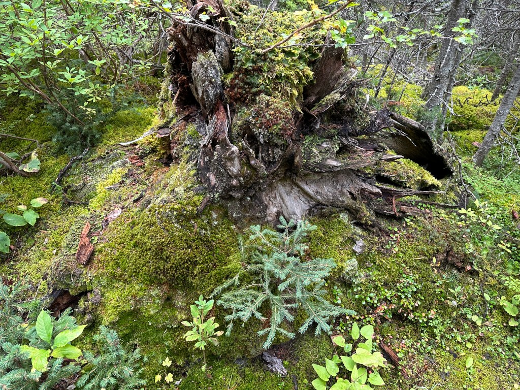 A tiny pine sapling grows in the decaying remains of a huge tree trunk, there is lots of bright green moss an other young vegetation around