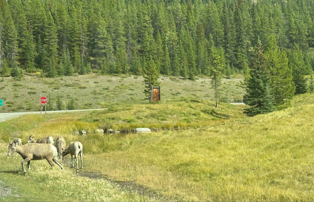 Small herd of mountain goats on grass by the edge of a road. There is a stop sign in the background and a dense pine forest beyond