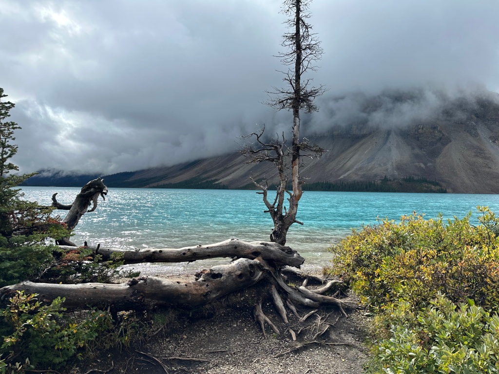 A turquoise lake with cloud covered mountains in the background and a single tree, with a tangle of tree roots and other vegetation in the foreground
