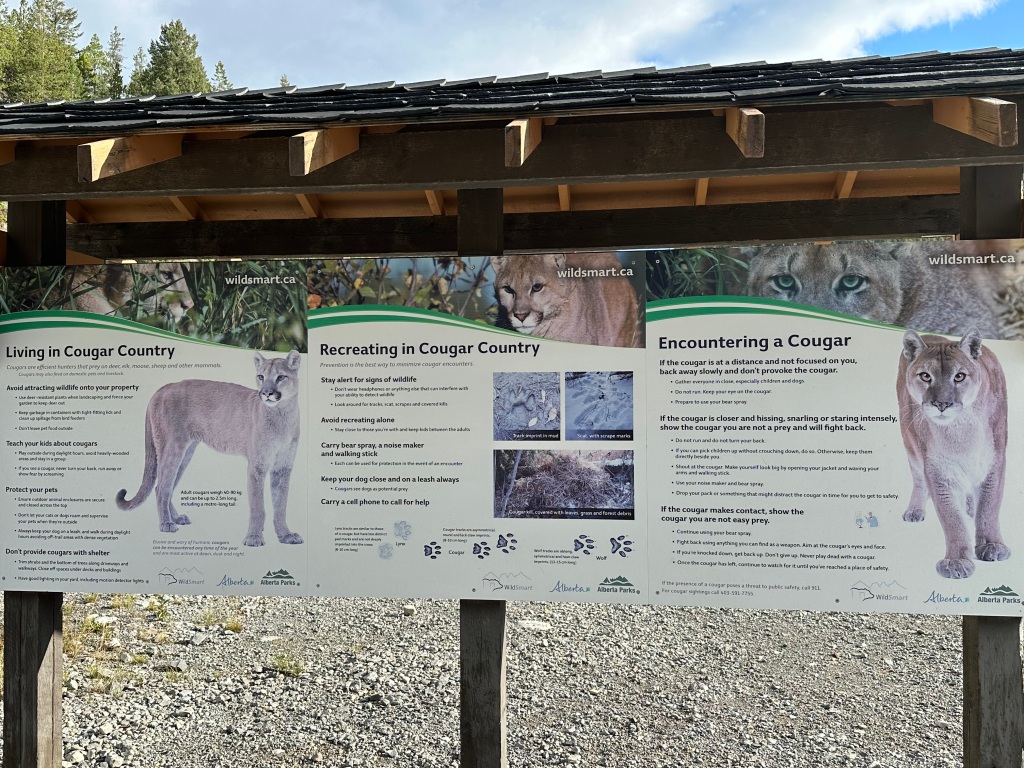 Illustrated information boards about Living in Cougar Country, Recreating in Cougar Country and Encountering a Cougar