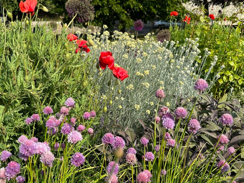 photo of chives and poppies in the Suffrage Sensory Garden, Rochester 
