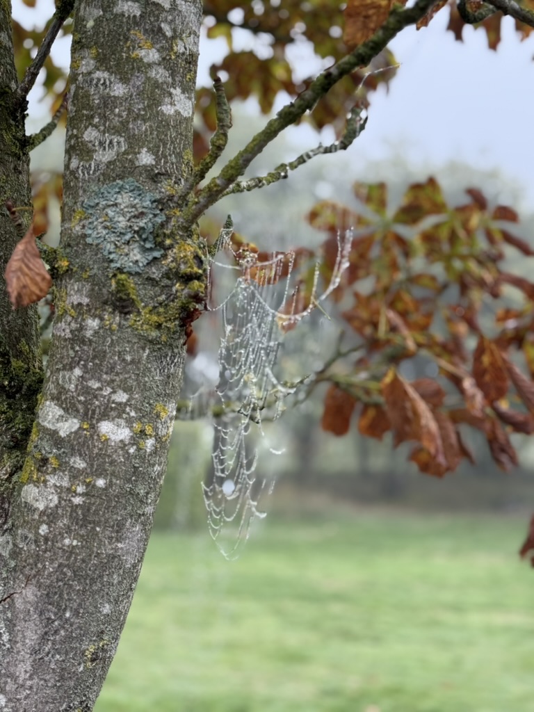 A close-up of a spider's web adorned with dewdrops, strung between the branches of a tree with autumn leaves turning gold.