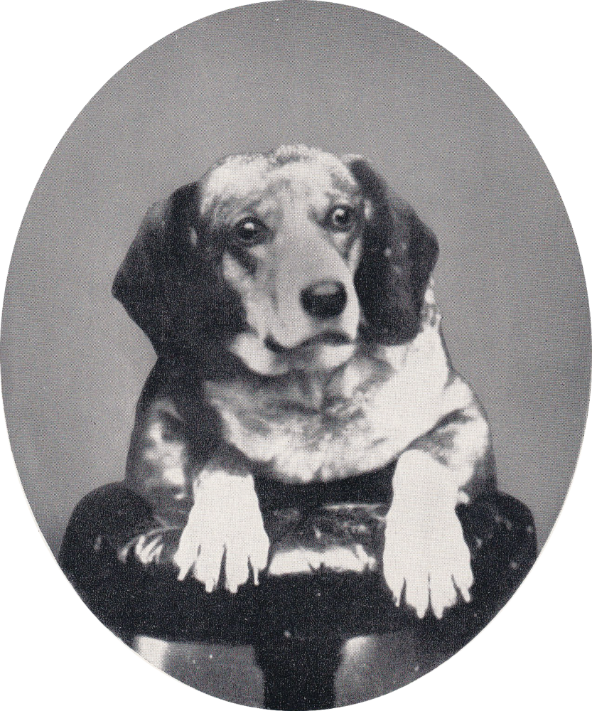 Studio portrait of Tschingel, the dog that climbed thirty Alpine peaks and crossed thirty-six passes